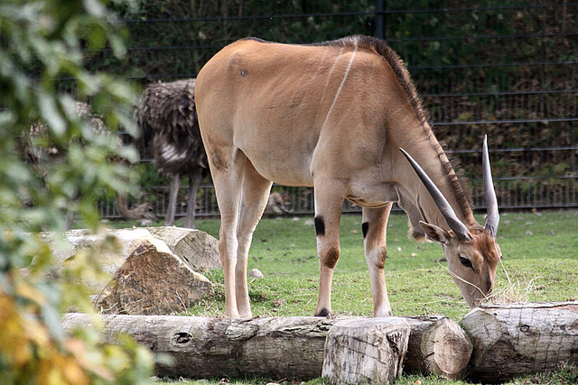 20090910 0560Aw [D~MS] Elenantilope (Taurotragus oryx), Zoo, Münster