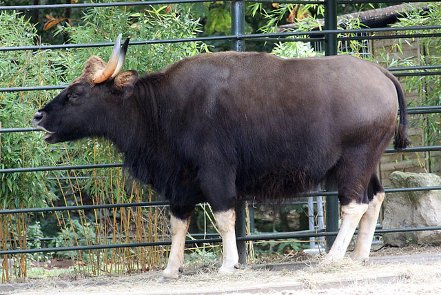 20090910 0573Aw [D~MS] Gaur (Bos gaurus), Zoo, Münster