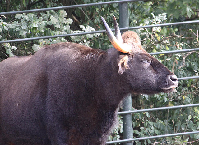 20090910 0574Aw [D~MS] Gaur (Bos gaurus), Zoo, Münster