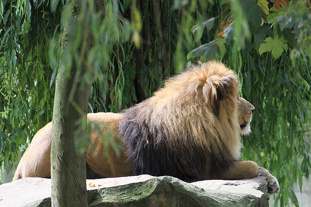 20090910 0575Aw [D~MS] Löwe (Panthera leo), Zoo, Münster