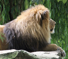 20090910 0576Aw [D~MS] Löwe (Panthera leo), Zoo, Münster