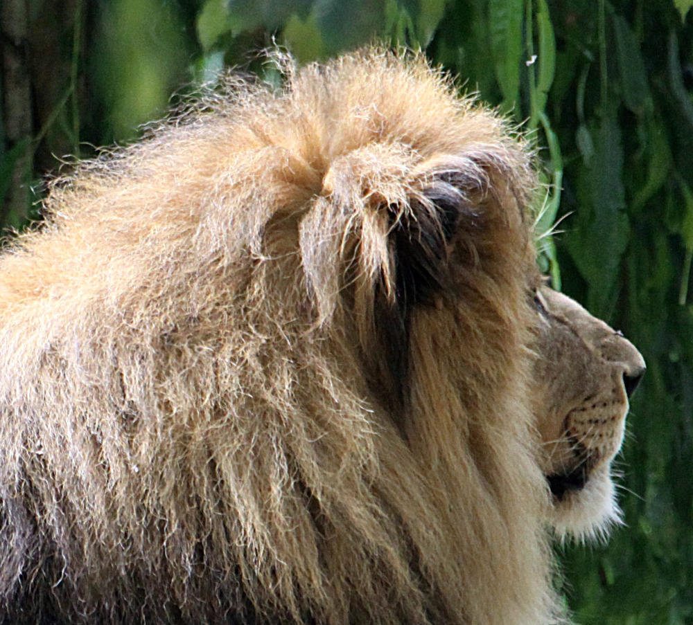 20090910 0577Aw [D~MS] Löwe (panthera leo), Zoo, Münster
