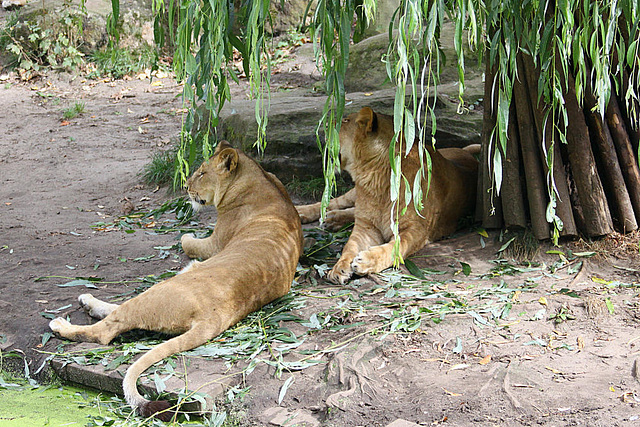 20090910 0578Aw [D~MS] Löwe (Panthera leo), Zoo, Münster