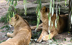20090910 0580Aw [D~MS] Löwe (Panthera leo), Zoo, Münster