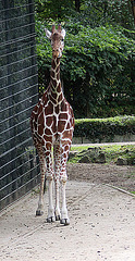 20090910 0581Aw [D~MS] Netzgiraffe (Giraffa camelopardalis reticulata), Zoo, Münster