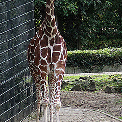 20090910 0581Aw [D~MS] Netzgiraffe (Giraffa camelopardalis reticulata), Zoo, Münster