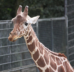 20090910 0583Aw [D~MS] Netzgiraffe (Giraffa camelopardalis reticulata), Zoo, Münster