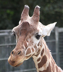 20090910 0584Aw [D~MS] Netzgiraffe (Giraffa camelopardalis reticulata), Zoo, Münster