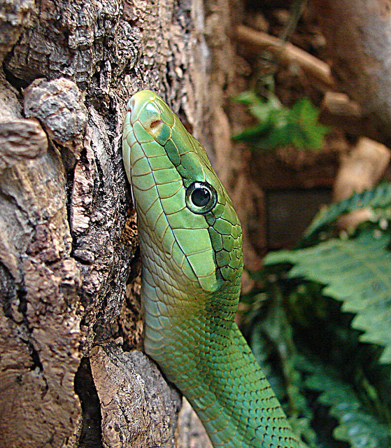 20090611 3277DSCw [D~H] Blattgrüne Mamba (Dendroaspis angusticeps), [Gewöhnliche Mamba], [Schmalkopf-Mamba], Zoo Hannover