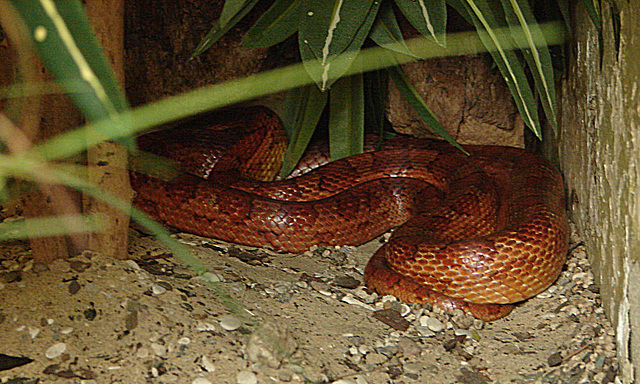 20090611 3279DSCw [D~H] Kornnatter (Pantherophis guttatus), Zoo Hannover