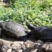 20090827 0239Aw [D~ST] Schildkröte, Zoo Rheine