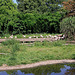 20090827 0242Aw [D~ST] Chile-Flamingo (Phenicopterus chilensis), Zoo Rheine