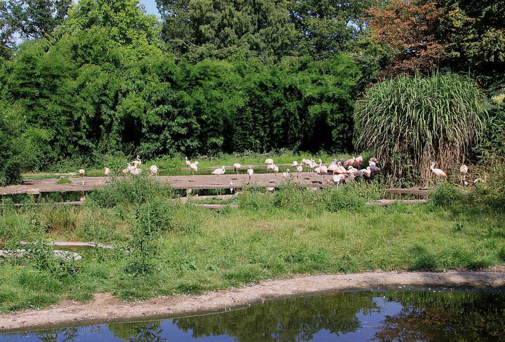 20090827 0242Aw [D~ST] Chile-Flamingo (Phenicopterus chilensis), Zoo Rheine