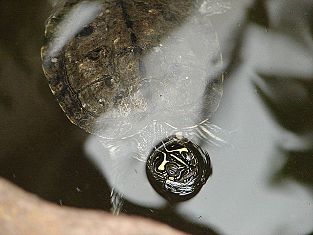 20090611 3282DSCw [D~H] Zierschildkröte, Zoo Hannover