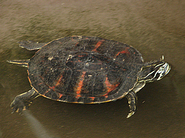 20090611 3283DSCw [D~H] Zierschildkröte, Zoo Hannover