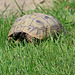 20090827 0246Aw [D~ST] Schildkröte, Zoo Rheine