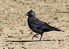 20090827 0254Aw [D~ST] Dohle, Zoo Rheine