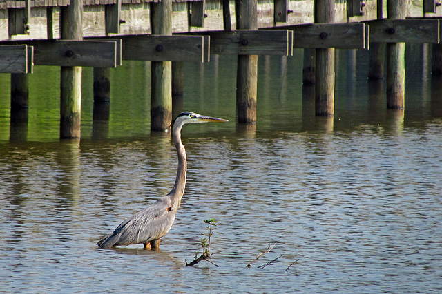 Great Blue Heron