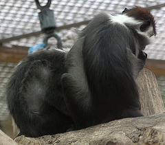 20090910 0587Aw [D~MS] Rotscheitelmangabe (Cercocebus t. torquatus), Zoo, Münster