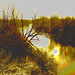 Petite rivière dans ma ville /   Hometown small river - 16 mars 2010- Sepia et gris photofiltré en postérisation