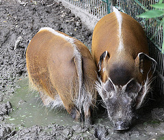 20090910 0595Aw [D~MS] Buschschwein (potamochoerus porcus) [Pinselohrschwein], Zoo, Münster