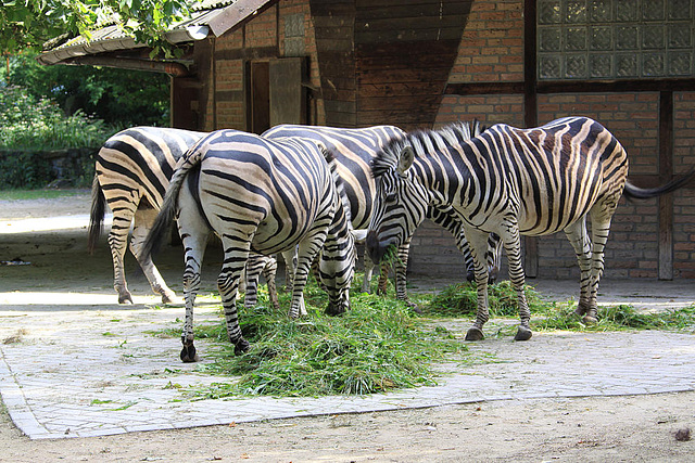 20090827 0257Aw [D~ST] Chapman-Zebra (Equus quagga chapmani), Zoo Rheine