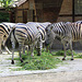 20090827 0257Aw [D~ST] Chapman-Zebra (Equus quagga chapmani), Zoo Rheine