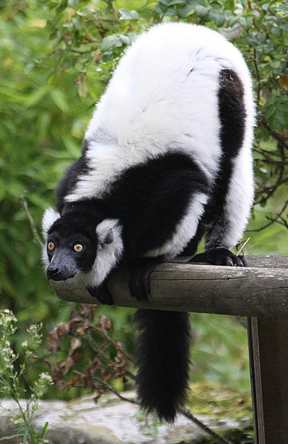 20090910 0602Aw [D~MS] Vari (Varecia variegata), Zoo Münster