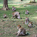 20090827 0259Aw [D~ST] Berberaffe (Macaca sylvanus), [Magot], Zoo Rheine