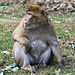 20090827 0261Aw [D~ST] Berberaffe (Macaca sylvanus), [Magot], Zoo Rheine