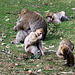 20090827 0262Aw [D~ST] Berberaffe (Macaca sylvanus), [Magot], Zoo Rheine