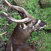 20090827 0263Aw [D~ST] Sitatunga-Antilope (Tragelaphus spekei), Zoo Rheine