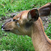 20090827 0264Aw [D~ST] Sitatunga-Antilope (Tragelaphus spekei), Zoo Rheine