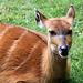 20090827 0265Aw [D~ST] Sitatunga-Antilope (Tragelaphus spekei), Zoo Rheine