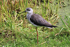 20090827 0266Aw [D~ST] Stelzenläufer (Himantopus himantopus), Naturzoo Rheine