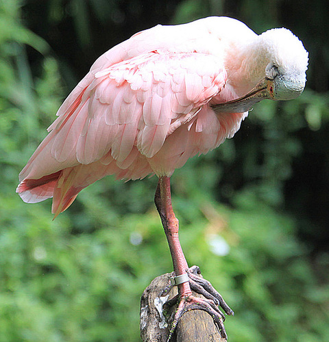 20090827 0270Aw [D~ST] Rosalöffler (Ajaia ajaja), Zoo Rheine