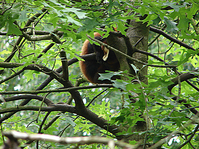 20090611 3309DSCw [D~H] Kleiner Panda (Ailurus fulgens), Zoo Hannover