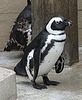 20090611 3327DSCw [D~H] Brillenpinguin (Spheniscus demersus), Zoo Hannover