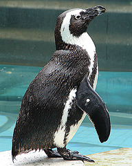 20090611 3330DSCw [D~H] Brillenpinguin (Spheniscus demersus), Zoo Hannover