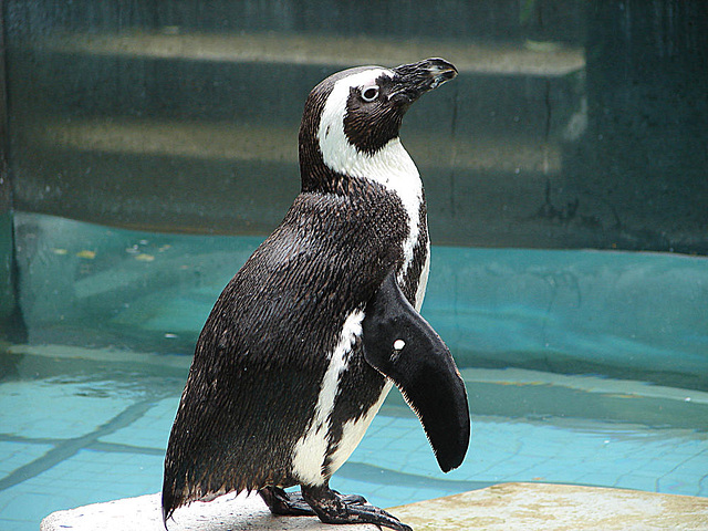 20090611 3331DSCw [D~H] Brillenpinguin (Spheniscus demersus), Zoo Hannover