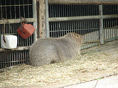 20090611 3332DSCw [D~H] Wasserschwein (Hydrochaerus hydrochaeris), [Capybara], Zoo Hannover