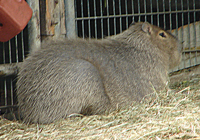 20090611 3334DSCw [D~H] Wasserschwein (Hydrochaerus hydrochaeris), [Capybara], Zoo Hannover