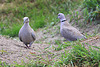 20090827 0295Aw [D~ST] Türkentaube (Streptopelia decaocto), Zoo Rheine