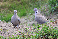 20090827 0295Aw [D~ST] Türkentaube (Streptopelia decaocto), Zoo Rheine