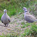 20090827 0295Aw [D~ST] Türkentaube (Streptopelia decaocto), Zoo Rheine