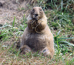 20090827 0296Aw [D~ST] Schwarzschwanz-Präriehund (Cynomys ludovicianus), Zoo Rheine