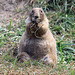 20090827 0296Aw [D~ST] Schwarzschwanz-Präriehund (Cynomys ludovicianus), Zoo Rheine