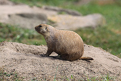 20090827 0297Aw [D~ST] Schwarzschwanz-Präriehund (Cynomys ludovicianus), Rheine