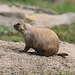 20090827 0297Aw [D~ST] Schwarzschwanz-Präriehund (Cynomys ludovicianus), Rheine