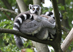 20090910 0609Aw [D~MS] Katta (Lemur catta), Zoo, Münster